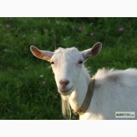 Зааненская коза, донецк, донецкая область