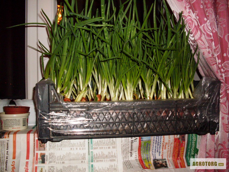 Фото 3. Продам лук на зелень семейный Цена 6 гр.