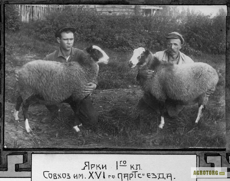 Фото 2. Романовские овцы, Экспорт, Консультации, помощь овцеводам
