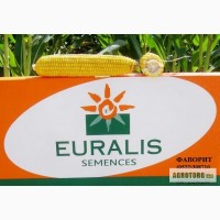 Кукуруза Евралис
