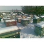 Продам пчелопакеты в 2013 году