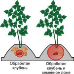 Средства защиты растений ТМ «Рекорд-Агро»