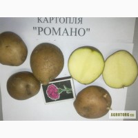 Посадочный картофель, посевной картофель
