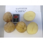 Посадочный картофель, посевной картофель