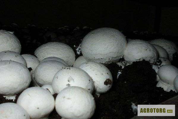 Фото 2. Продам оптом свежие грибы шампиньоны