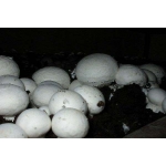Продам оптом свежие грибы шампиньоны
