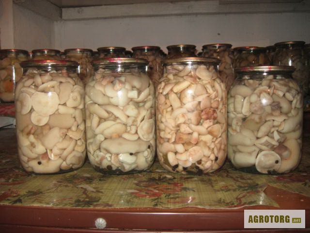 Фото 2. Продам гриби білі, маслята, підосичники, підберезовики.