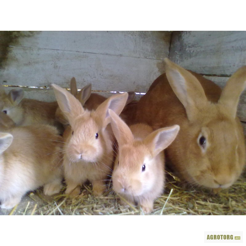 Фото 6. Продам кролики породи Бургундець та Каліфорнієць