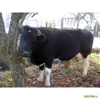 Продається корова Зіронька