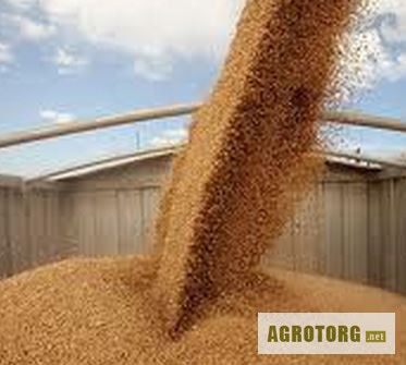 Перевозка зерновых и зернобобовых культур в Украине