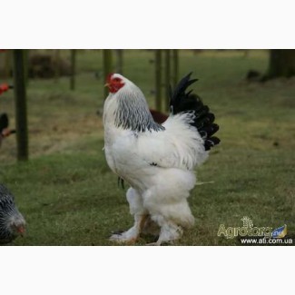 Продам цыплят суточных и месячных брама куропатчатая и светлая