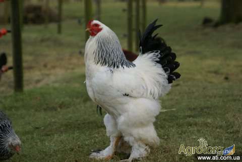 Продам цыплят суточных и месячных брама куропатчатая и светлая