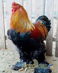 Фото 2. Продам цыплят суточных и месячных брама куропатчатая и светлая