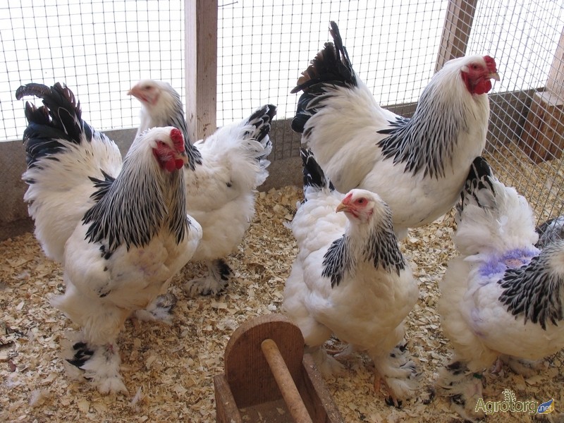 Фото 3. Продам цыплят суточных и месячных брама куропатчатая и светлая