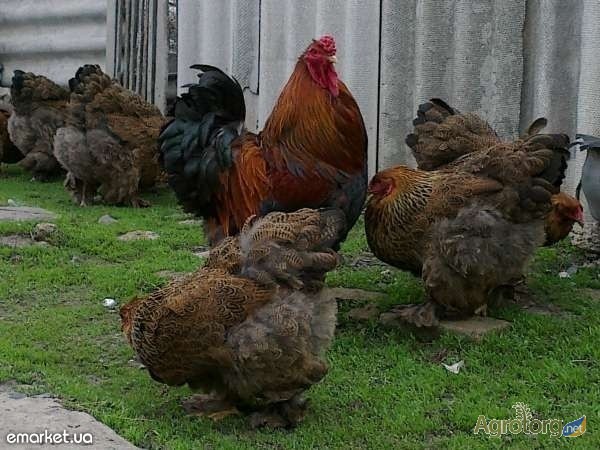 Фото 4. Продам цыплят суточных и месячных брама куропатчатая и светлая