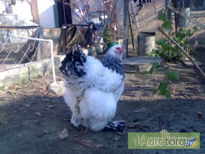 Фото 5. Продам цыплят суточных и месячных брама куропатчатая и светлая