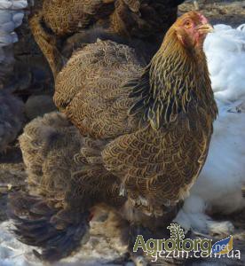 Фото 6. Продам цыплят суточных и месячных брама куропатчатая и светлая
