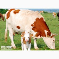 Куплю худобу (КРС, ВРХ): биків, корів, телят дорого!