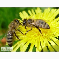 Продам бджолопакети Поліської породи бджіл!!!