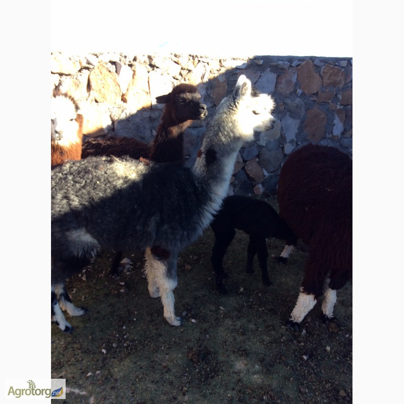 Фото 5. Лама, Альпака Lama, Alpaca Huacaya/ Suris