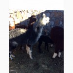 Лама, Альпака Lama, Alpaca Huacaya/ Suris