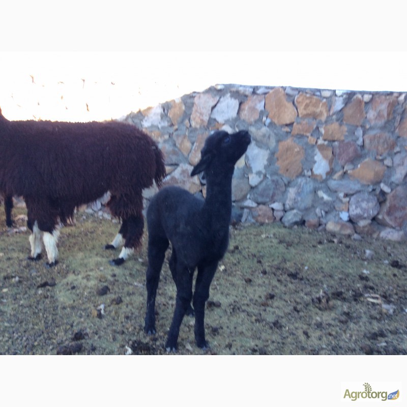 Фото 6. Лама, Альпака Lama, Alpaca Huacaya/ Suris
