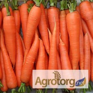 Семена Моркови весовые и пакетированные от самого производителя