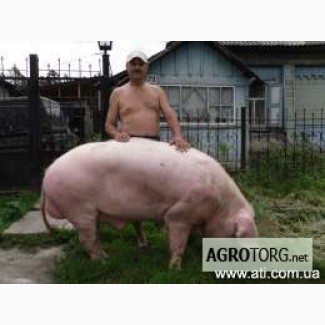 Продам свинок породы ландрас
