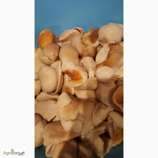 Продам грибы маслята соленые, гриб белый соленый