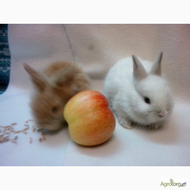 Фото 6. Декоративные кролики. Рыжие и белые
