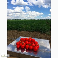 Продам ОТЛИЧНЫЙ томат С ПОЛЯ Bayer Delfo F1, ярко красного цвета