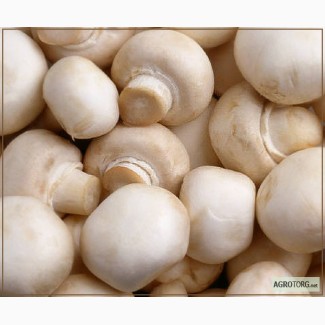 Продаю грибы шампиньоны