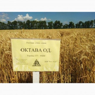 Пшеница озимая Октава Одеська (элита)