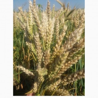 Озима пшениця ОМАХА 1р (двур)