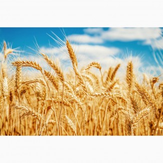 Куплю пшеницу ФУРАЖ(ЗА НАЛ) Самовывоз