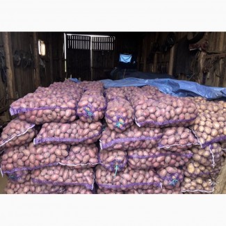 Продам качественный товарный картофель сортов Саванна и Дельфинэ