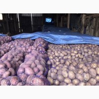 Продам качественный товарный картофель сортов Саванна и Дельфинэ
