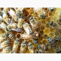 Бджоломатки (Пчеломатки-матки) бакфаст