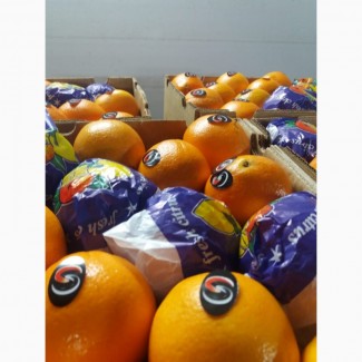 Апельсины_от производителя в турции