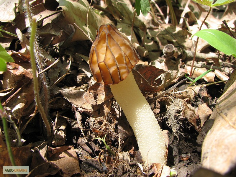 Фото 2. Грибница сморчков - семена грибов (мицелий) Сморчок полусвободный