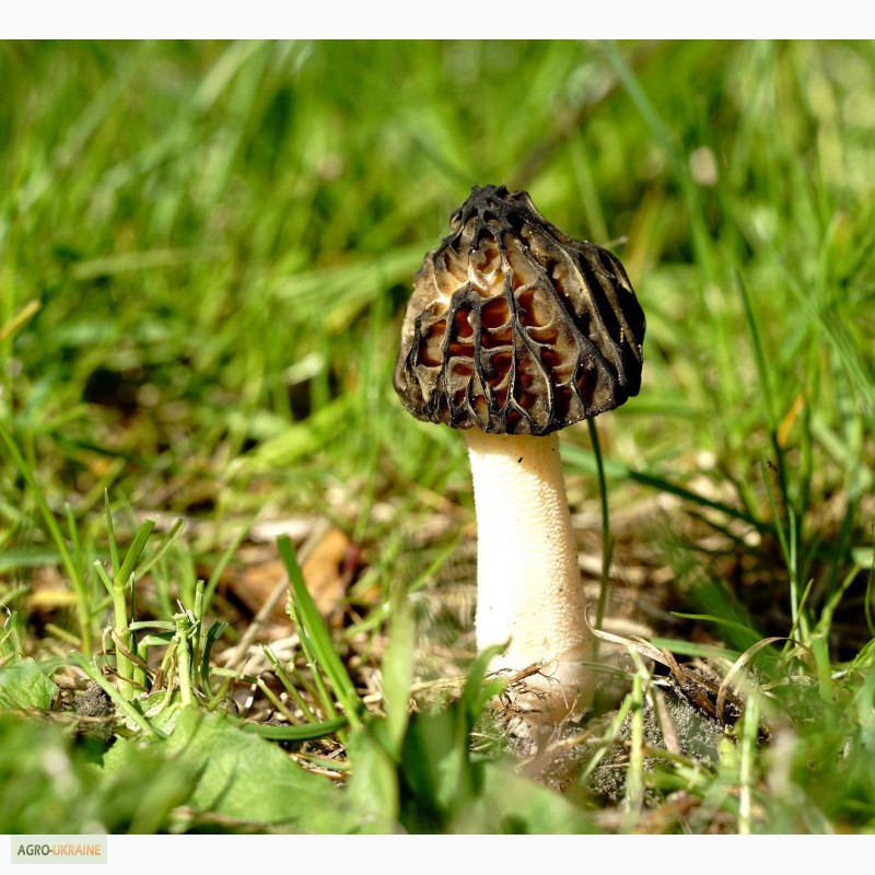 Фото 3. Грибница сморчков - семена грибов (мицелий) Сморчок полусвободный