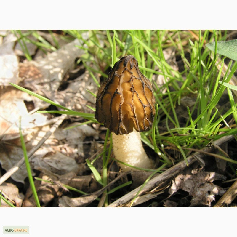 Фото 4. Грибница сморчков - семена грибов (мицелий) Сморчок полусвободный