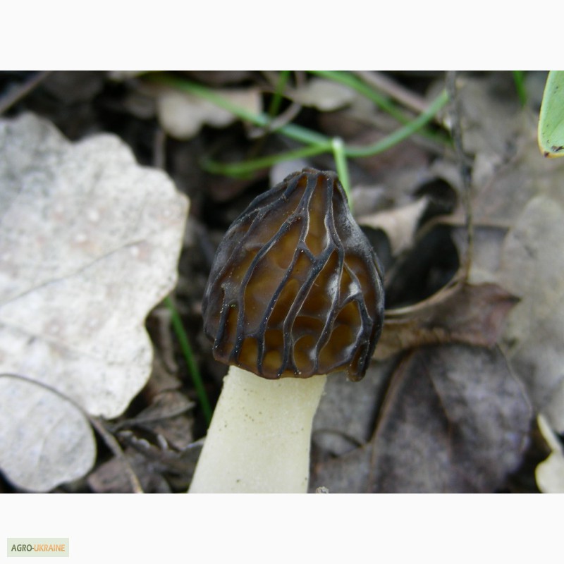 Фото 5. Грибница сморчков - семена грибов (мицелий) Сморчок полусвободный