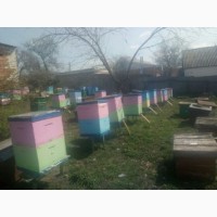 Продам пасіку 100 бджоло-сімей разом з вуликами, вулики нові двохкорпусні полістиролові