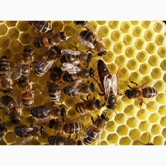 Бджолопакети Пчолопакети відводки пчелопакети пчелосімї