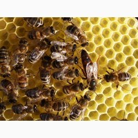 Бджолопакети Пчолопакети відводки пчелопакети пчелосімї
