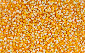 Фото 5. Кукуруза. Крупнооптовая закупка. Вся Украина