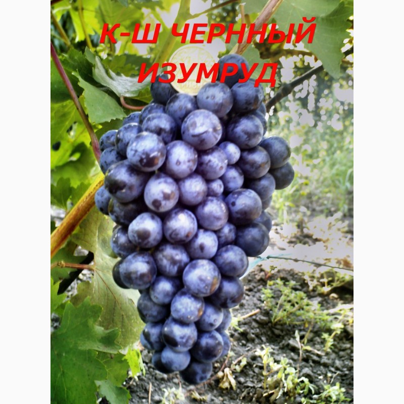 Фото 12. Черенки исаженцы кышмышных сортов винограда