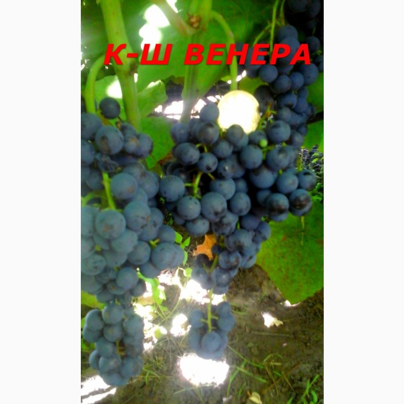 Фото 2. Черенки исаженцы кышмышных сортов винограда