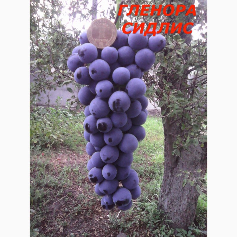 Фото 3. Черенки исаженцы кышмышных сортов винограда